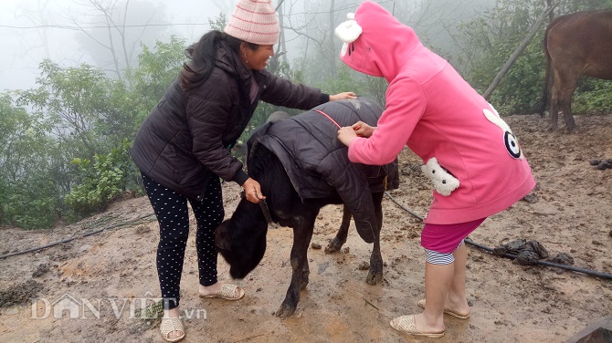 Chùm ảnh: Người dân Tây Bắc nhường áo rét mặc cho gia súc giữ ấm Chùm ảnh: Người dân Tây Bắc nhường áo rét mặc cho gia súc giữ ấm